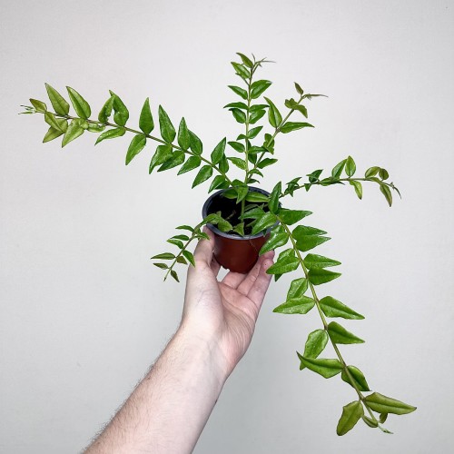 Hoya bella Hoja piękna P9 #1