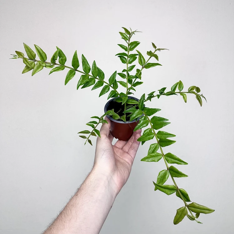 Hoya bella Hoja piękna P9 #1