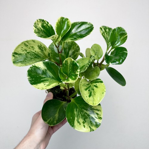 Peperomia obtusifolia Marble Variegata P9 #1