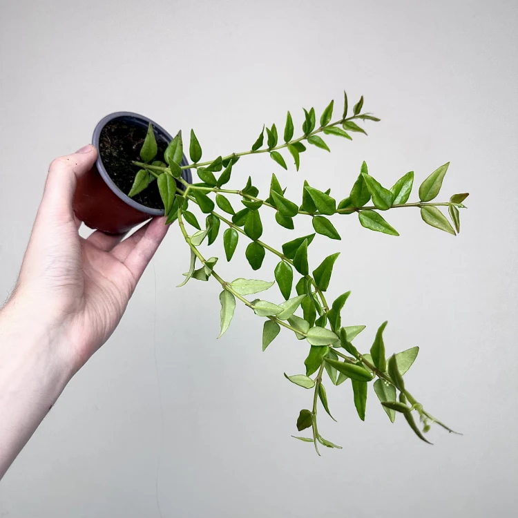 Hoya bella Hoja piękna P9 #3