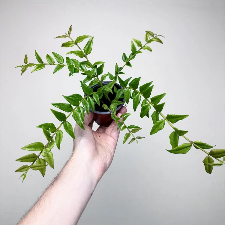 Hoya bella Hoja piękna P9 #4