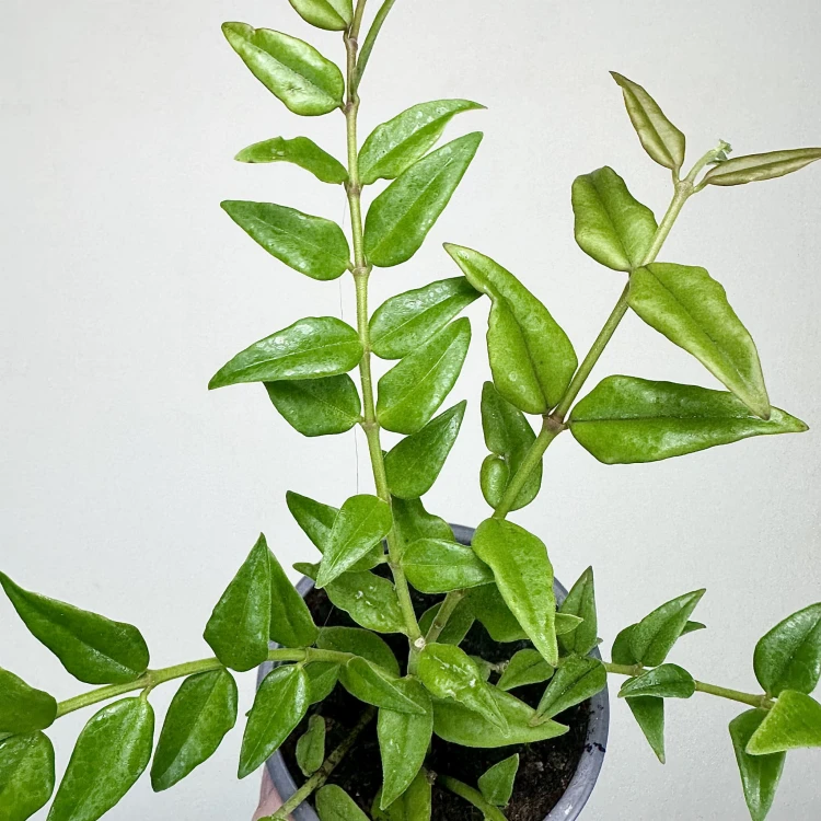 Hoya bella Hoja piękna P9 #5
