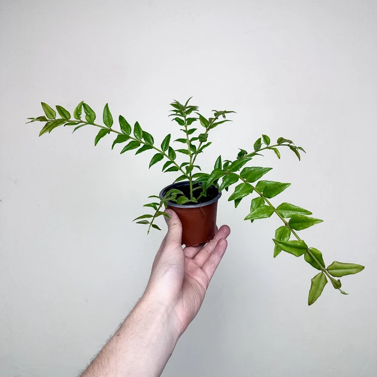 Hoya bella Hoja piękna P9 #6