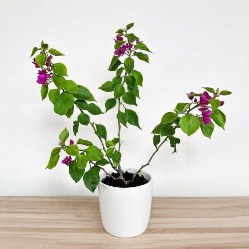 Bugenwilla fioletowa Bougainville #1
