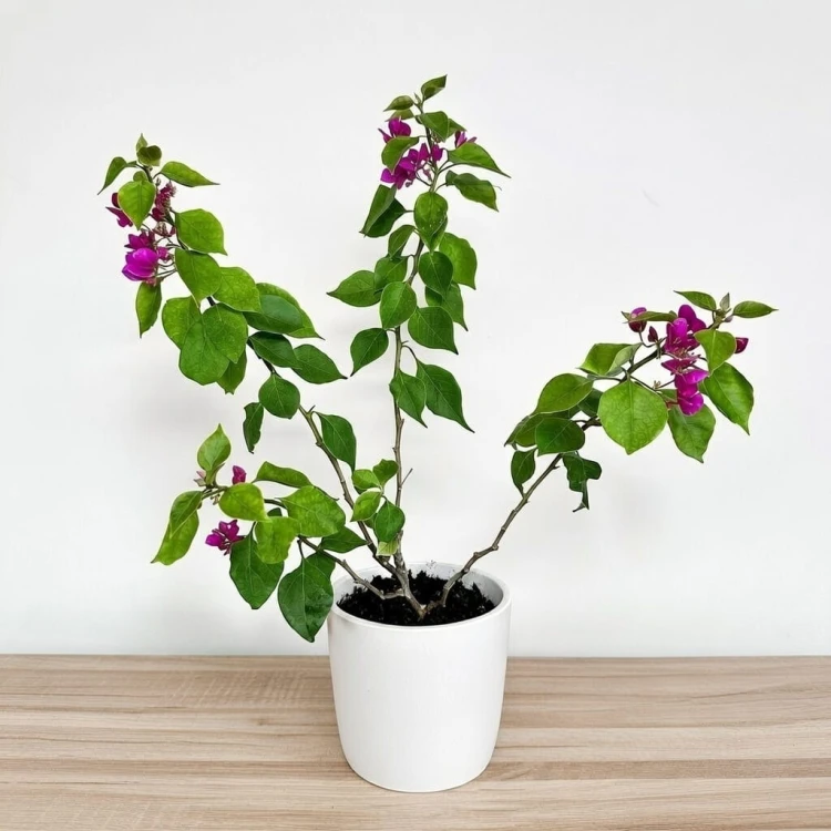 Bugenwilla fioletowa Bougainville #1