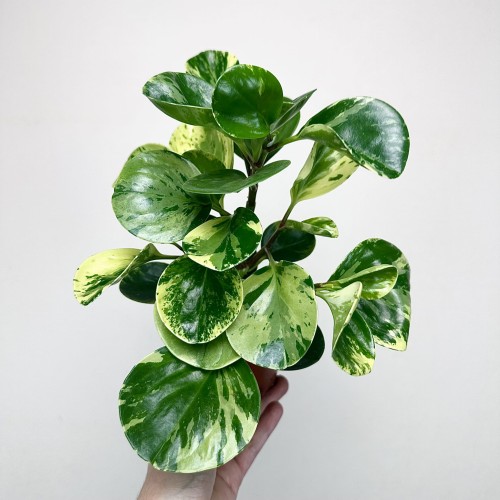 Peperomia obtusifolia Marble Variegata P9 #2