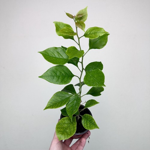 Bugenwilla fioletowa Bougainville #2