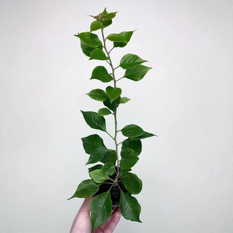 Bugenwilla fioletowa Bougainville #3
