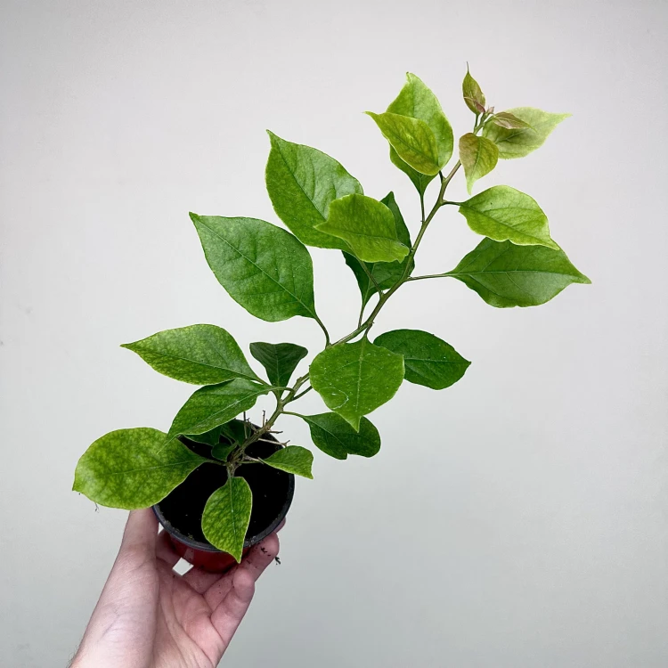 Bugenwilla fioletowa Bougainville #5