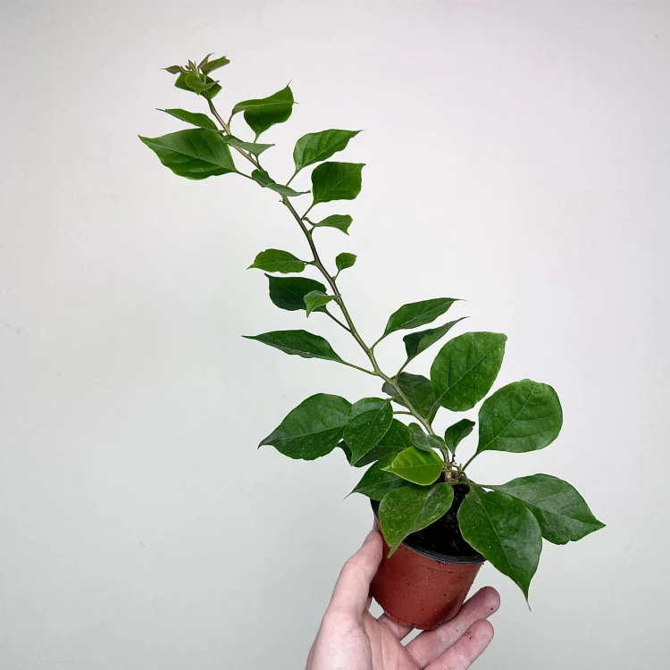 Bugenwilla fioletowa Bougainville #6
