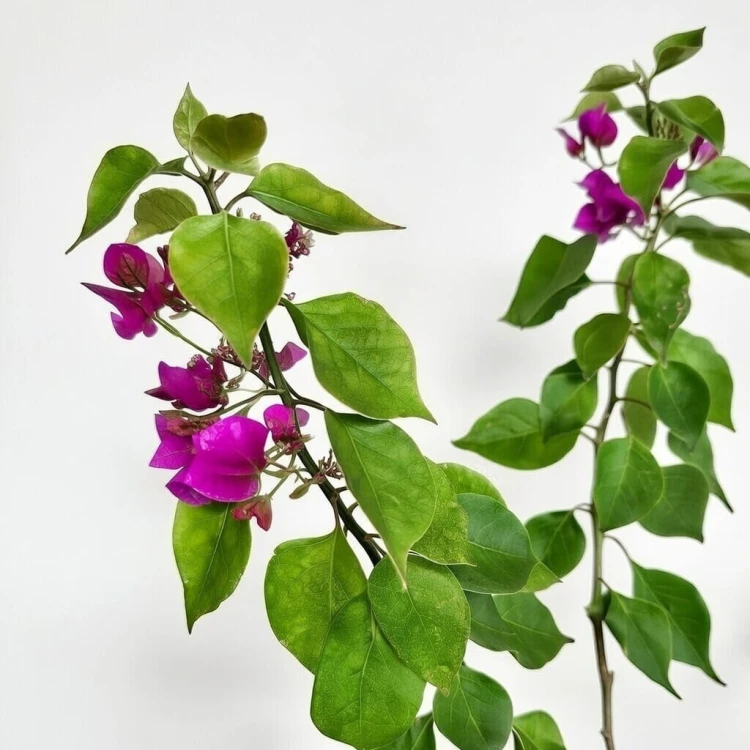 Bugenwilla fioletowa Bougainville #7