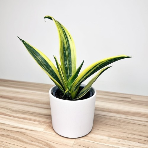 Sansevieria trifasciata Golden Flame Sansewieria P9 #1