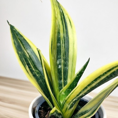 Sansevieria trifasciata Golden Flame Sansewieria P9 #2