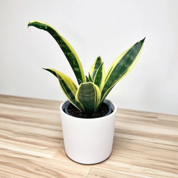 Sansevieria trifasciata Golden Flame Sansewieria P9 #3