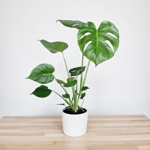 Monstera deliciosa Tauerii Dziurawa P14 #1