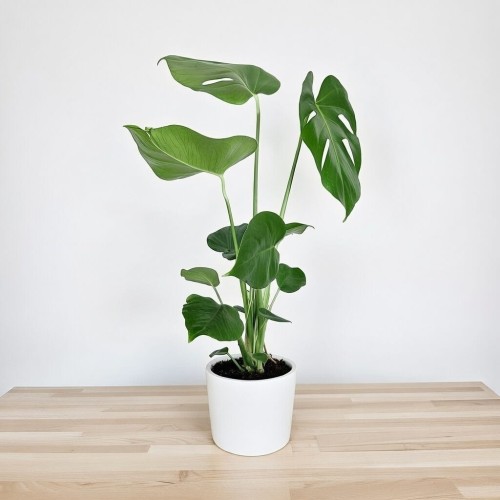 Monstera deliciosa Tauerii Dziurawa P14 #2