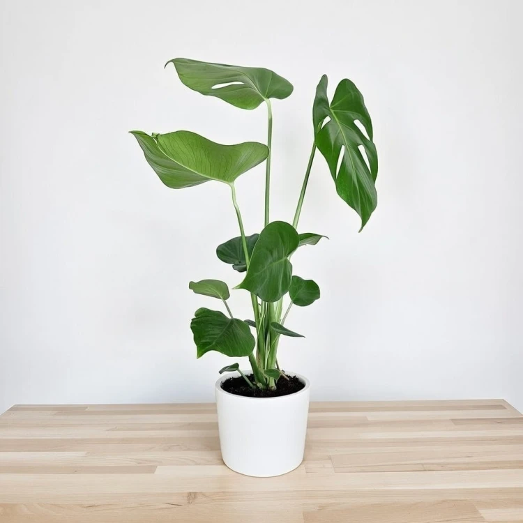 Monstera deliciosa Tauerii Dziurawa P14 #2