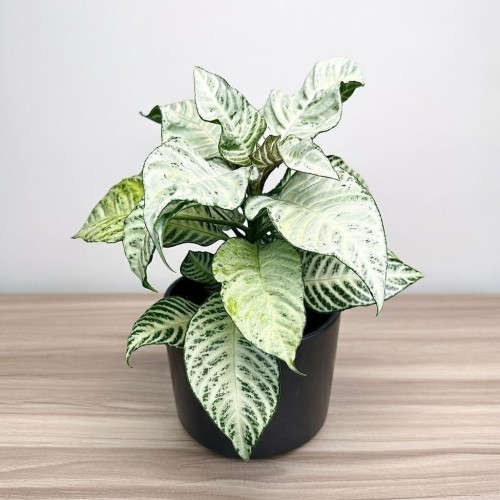 Aphelandra squarrosa White Wash Afelandra P12 #1