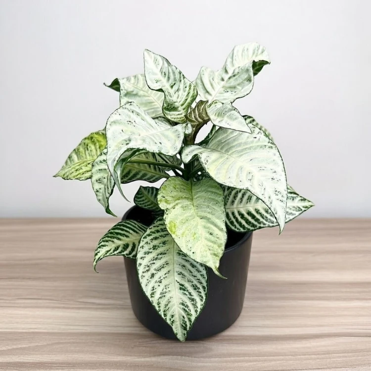 Aphelandra squarrosa White Wash Afelandra P12 #1
