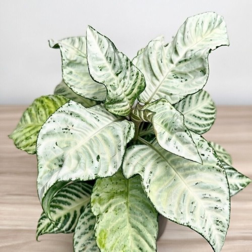 Aphelandra squarrosa White Wash Afelandra P12 #2
