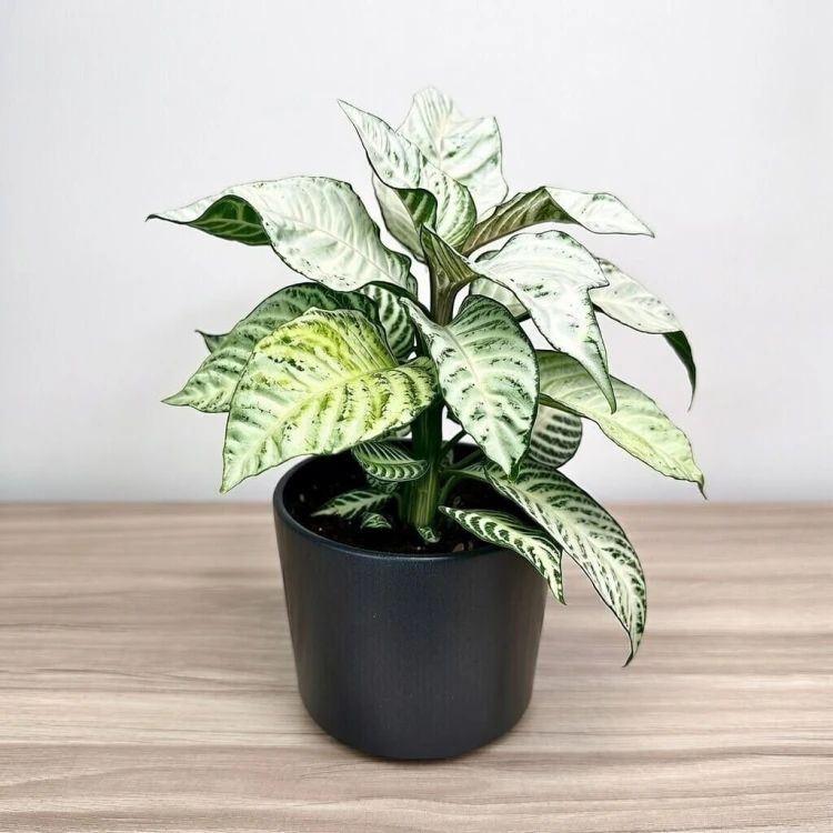 Aphelandra squarrosa White Wash Afelandra P12 #3