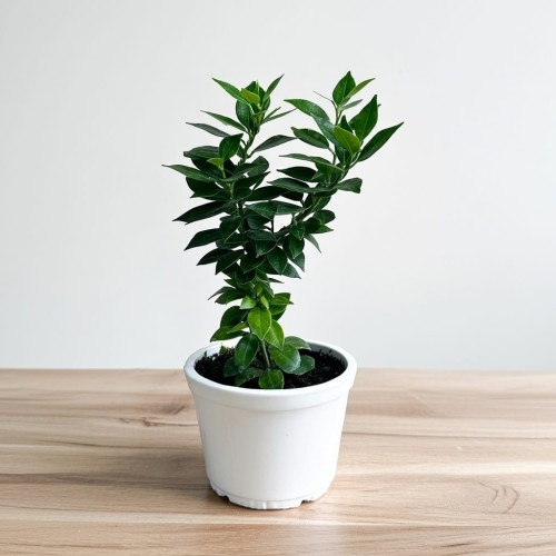 Pomarańcza Chinotto Citrus Myrtifolia P11 #1