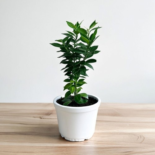 Pomarańcza Chinotto Citrus Myrtifolia P11 #2
