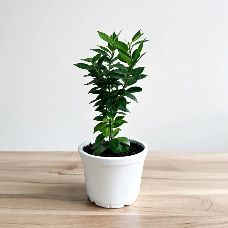 Pomarańcza Chinotto Citrus Myrtifolia P11 #2