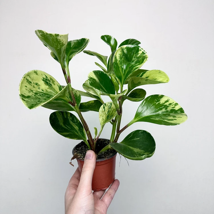 Peperomia obtusifolia Marble Variegata P9 #4