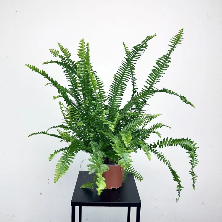 Paproć Cordata Nephrolepis exaltata P13 #3