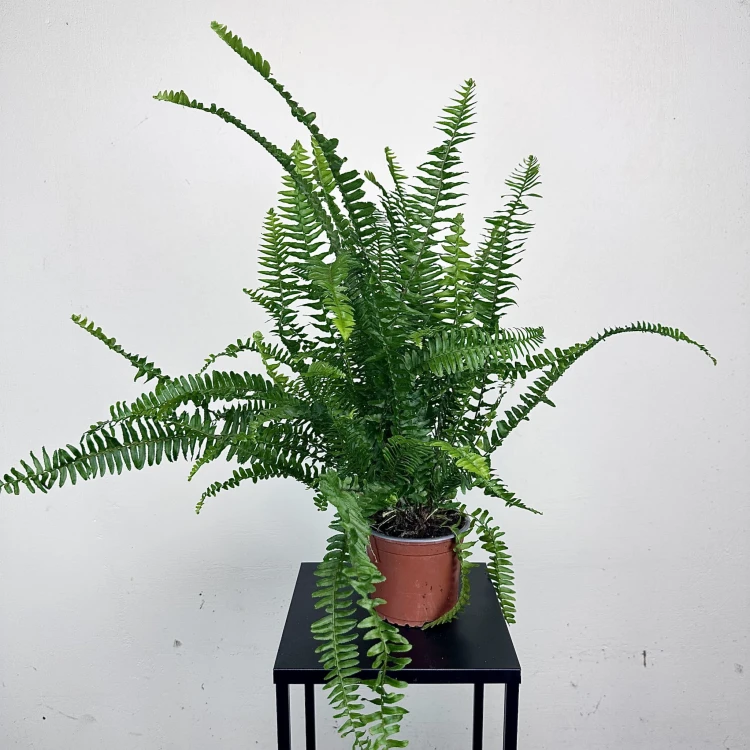 Paproć Cordata Nephrolepis exaltata P13 #4