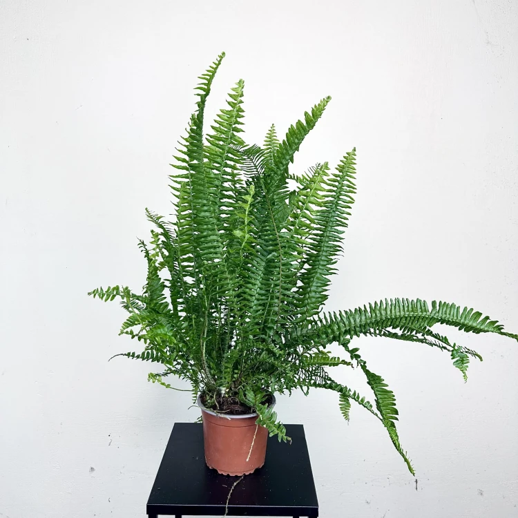 Paproć Cordata Nephrolepis exaltata P13 #5
