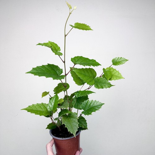 Cissus australijski Cissus antarctica P12 #2