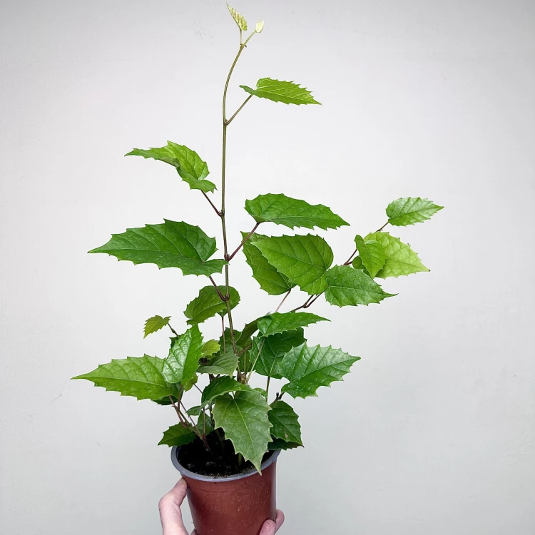 Cissus australijski Cissus antarctica P12 #2