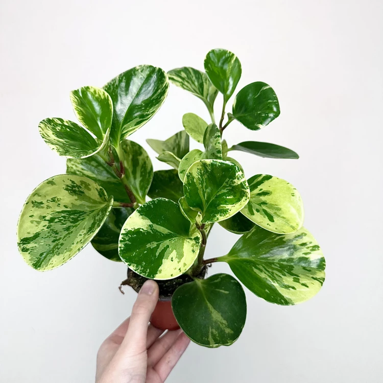 Peperomia obtusifolia Marble Variegata P9 #5