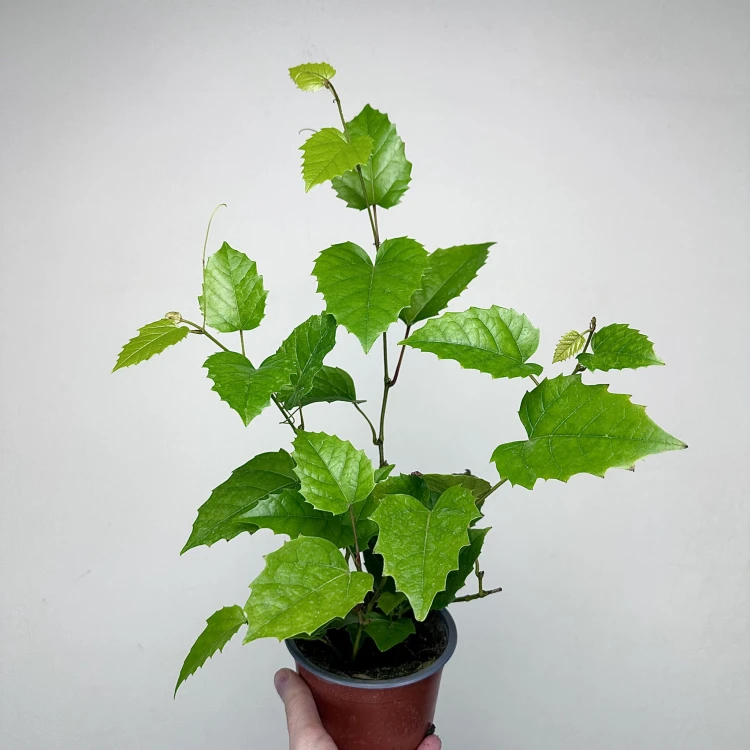 Cissus australijski Cissus antarctica P12 #4