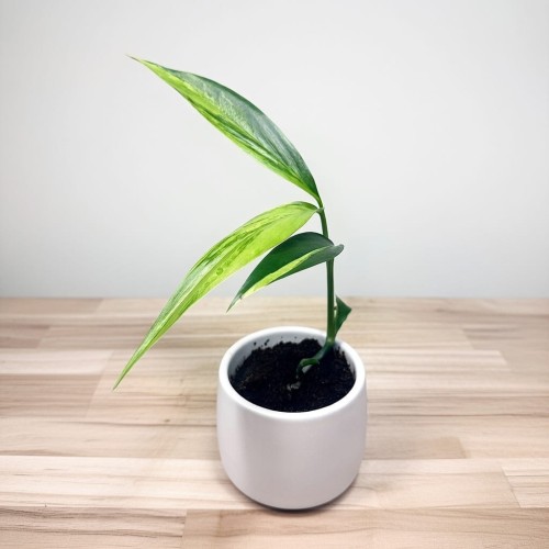 Epipremnum amplissimum Variegata P9 #1