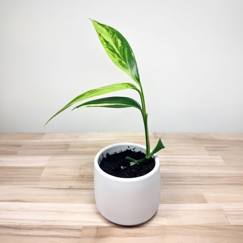 Epipremnum amplissimum Variegata P9 #2
