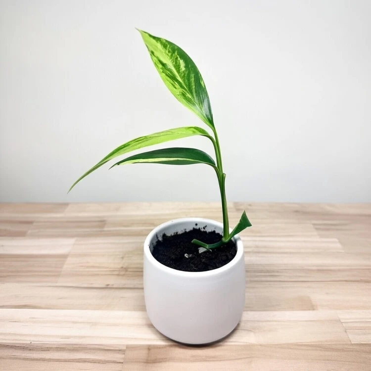Epipremnum amplissimum Variegata P9 #2