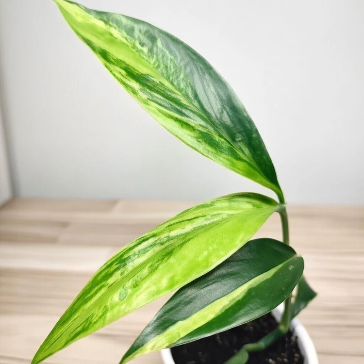 Epipremnum amplissimum Variegata P9 #3