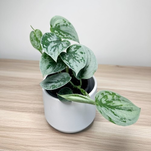 Scindapsus pictus Silver Ann Scindapsus pstry P9 #1