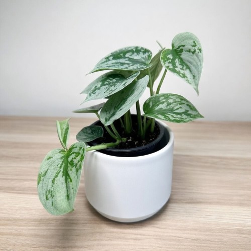 Scindapsus pictus Silver Ann Scindapsus pstry P9 #2