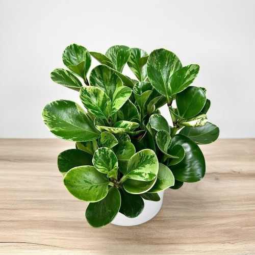Peperomia obtusifolia Marble Variegata P17 #1