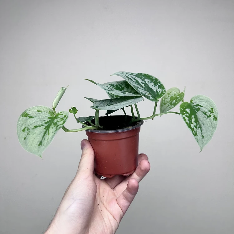 Scindapsus pictus Silver Ann Scindapsus pstry P9 #5