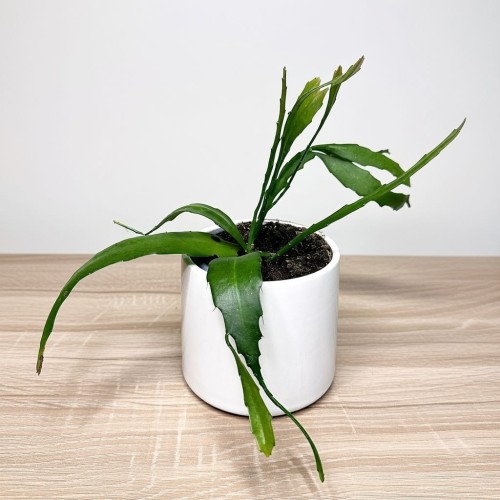 Disocactus quetzaltecus P9 #1