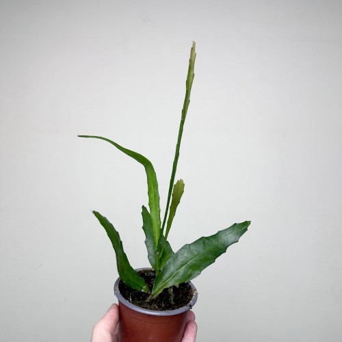 Disocactus quetzaltecus P9 #2