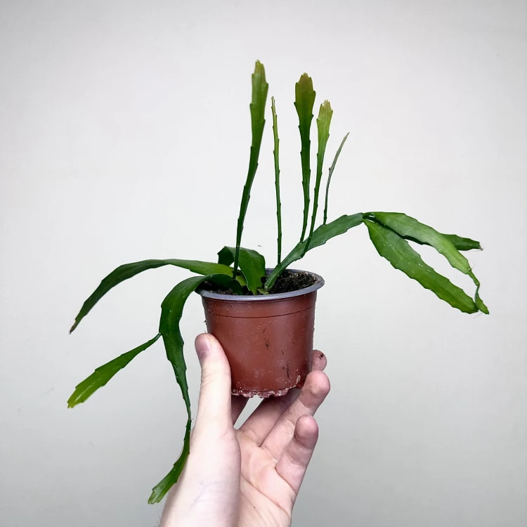 Disocactus quetzaltecus P9 #3