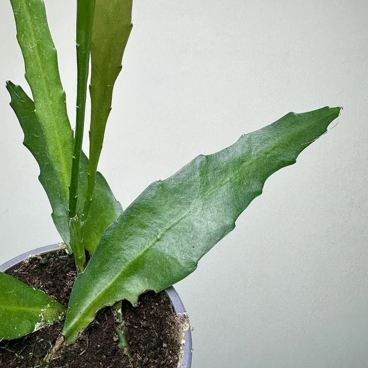 Disocactus quetzaltecus P9 #4