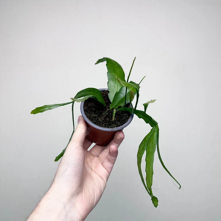Disocactus quetzaltecus P9 #5
