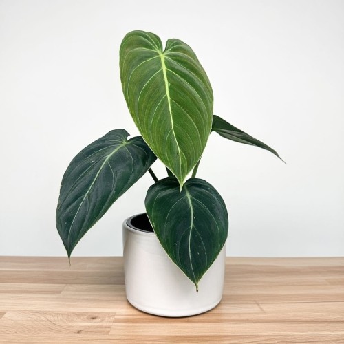 Philodendron Melanochrysum Filodendron P12 #1